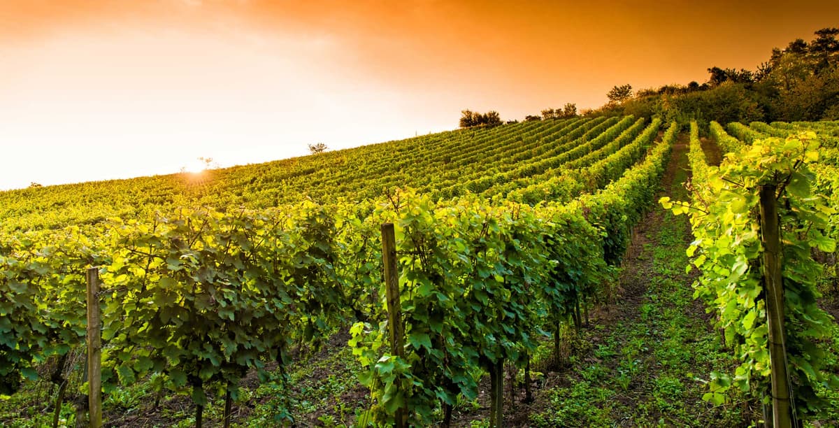 Victor Wines