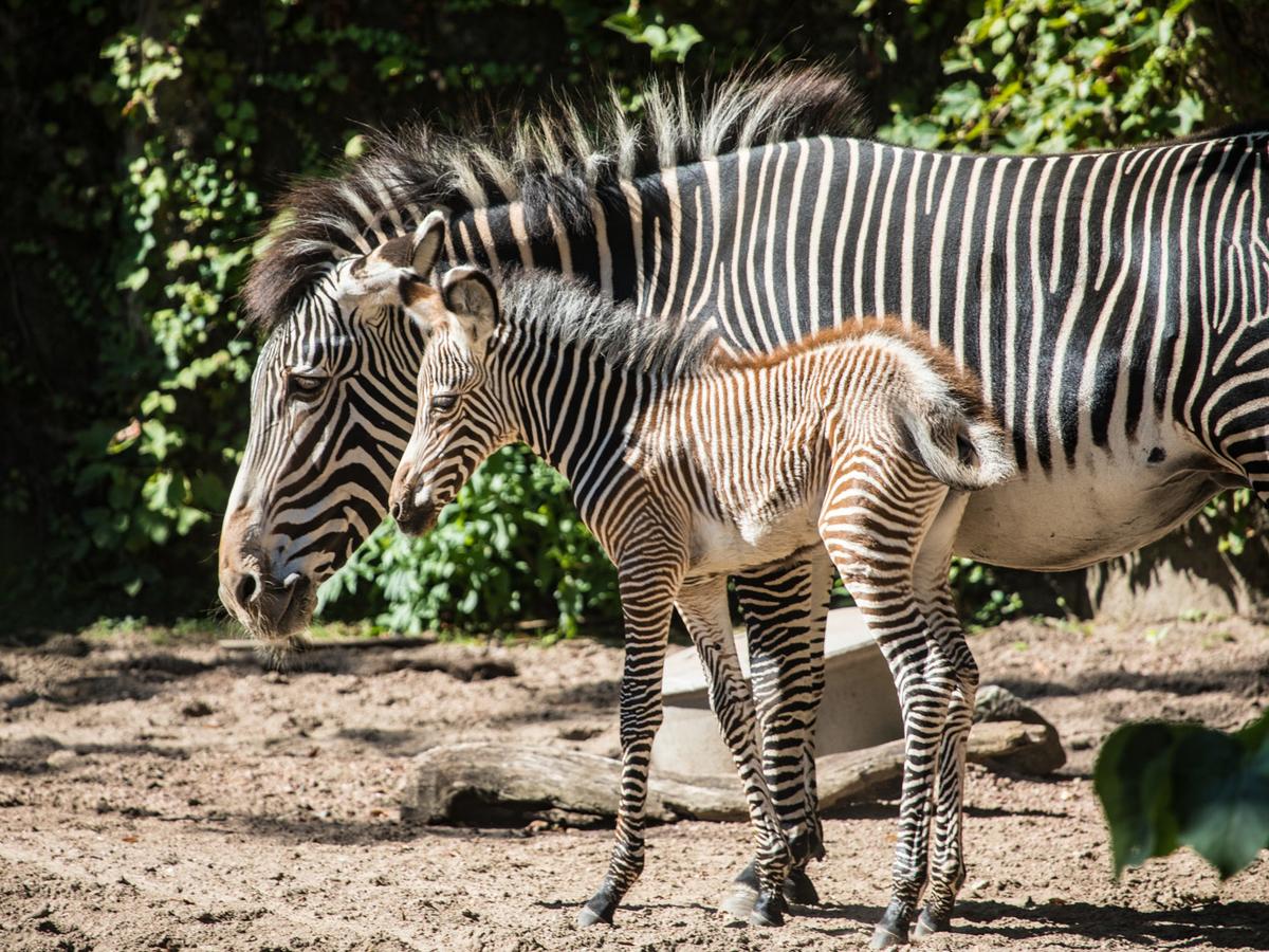 Lincoln Park Zoo