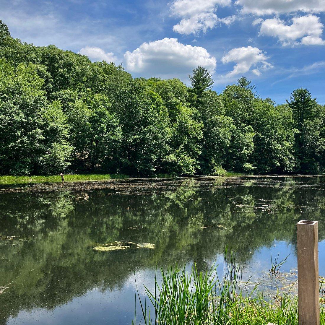 Westmoreland Sanctuary