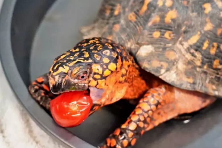 Mercer County Wildlife Center