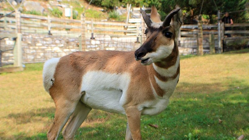 ZooAmerica North American Wildlife Park
