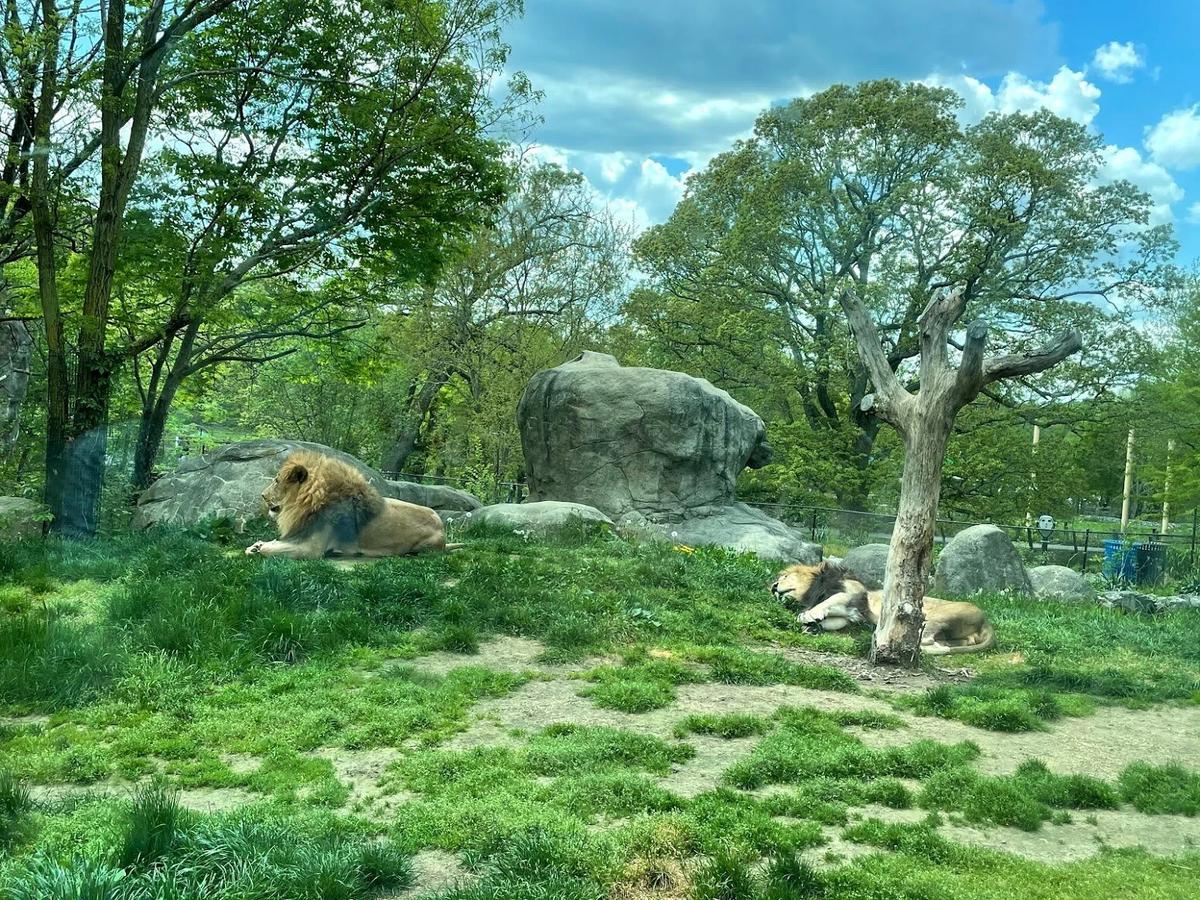 Franklin Park Zoo