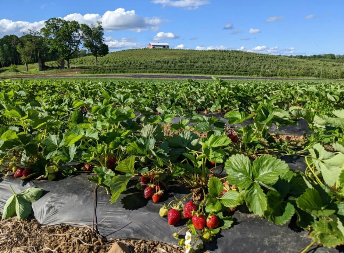 Alstede Farms