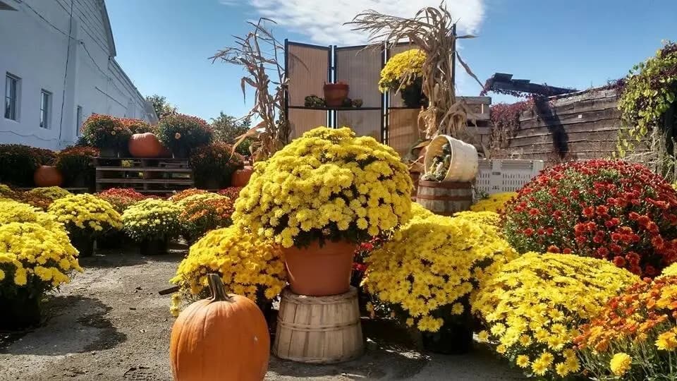 Jenkins-Lueken Orchards
