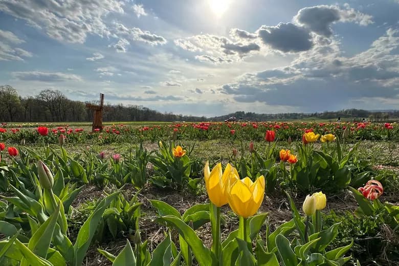 Kelder's Farm