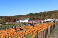 Outhouse Orchards