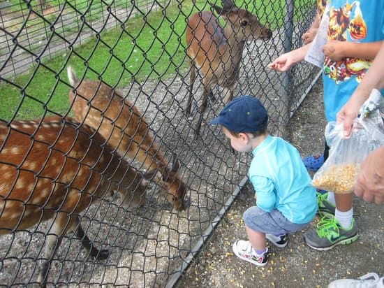 Space Farms Zoo & Museum