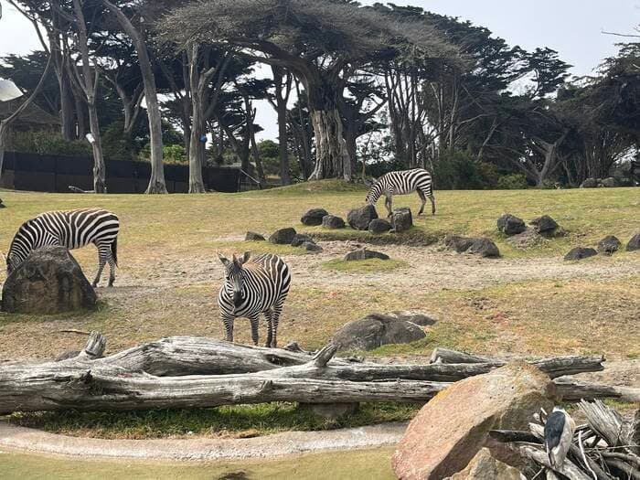 San Francisco Zoo & Gardens