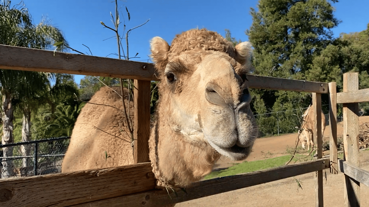 Oakland Zoo