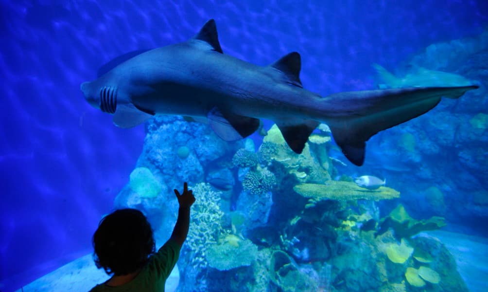Downtown Aquarium