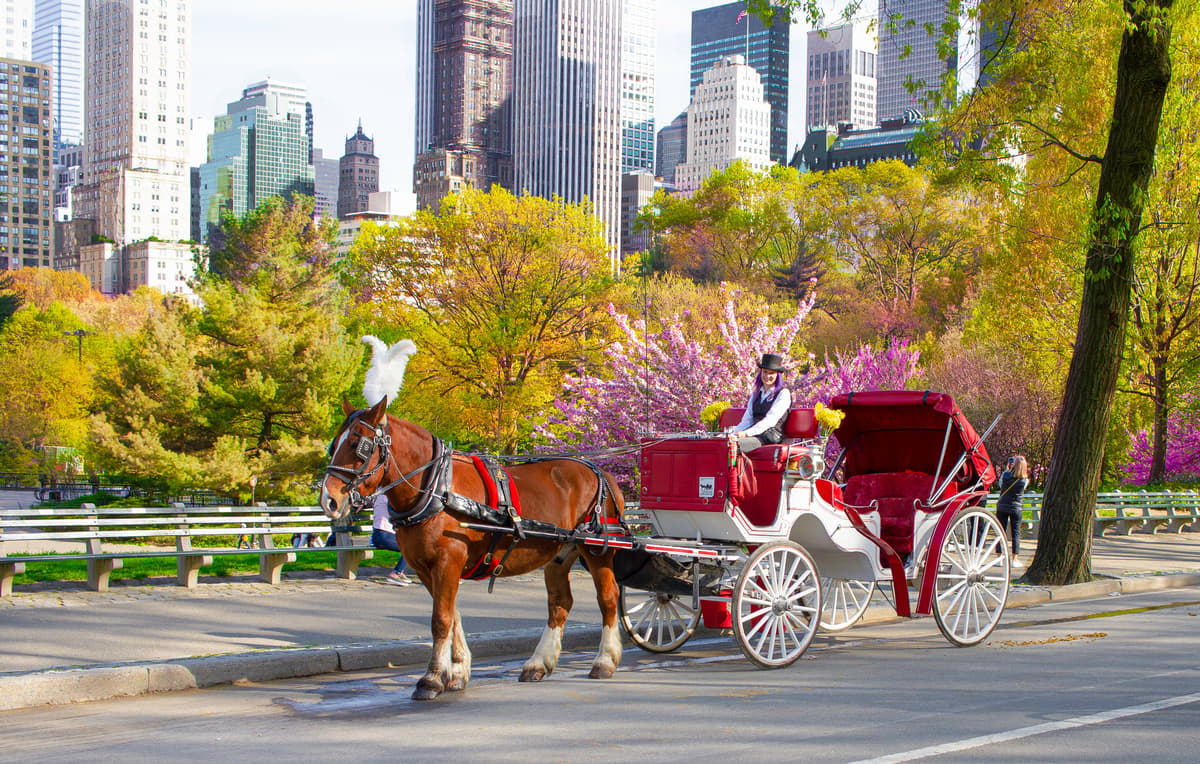 NYC Horse Carriage Rides