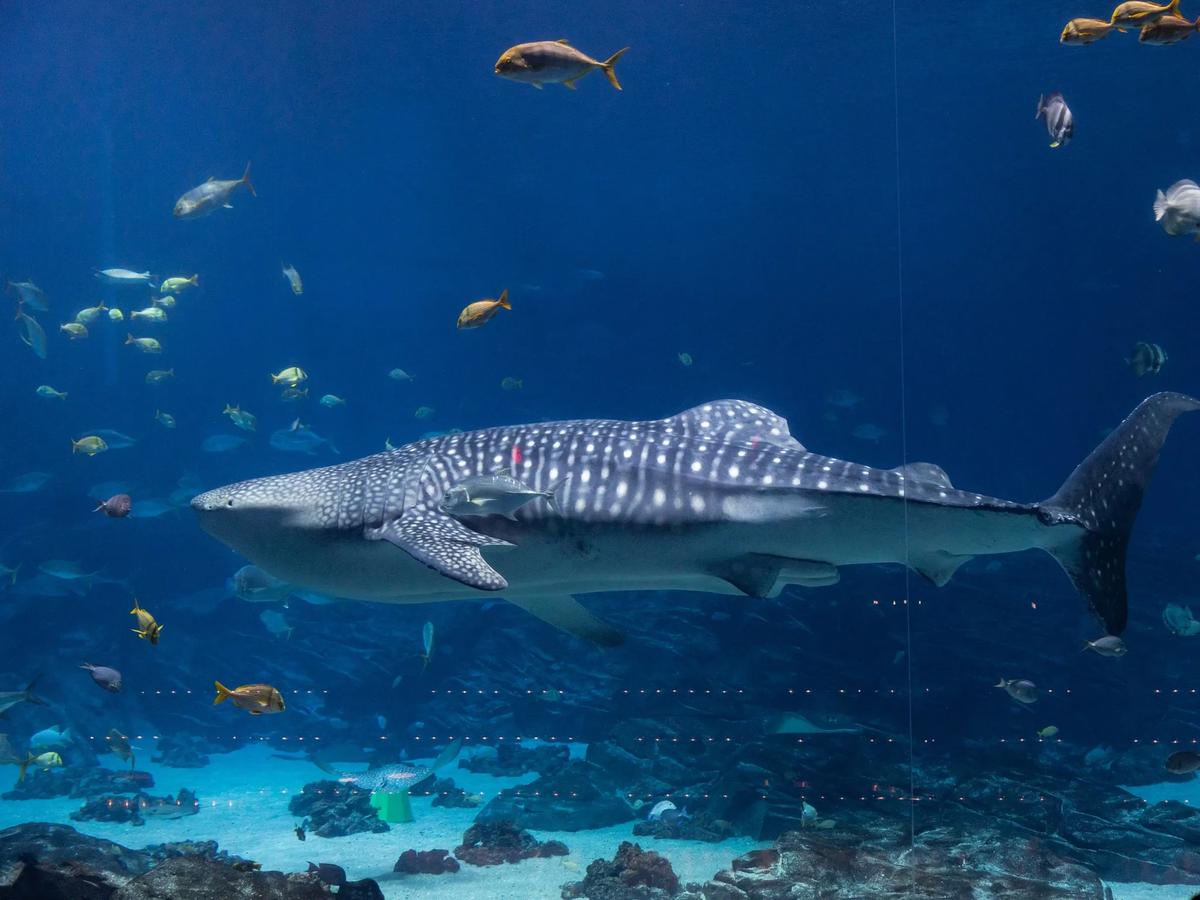 Georgia Aquarium