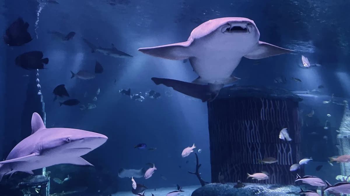 SEA LIFE Aquarium - American Dream