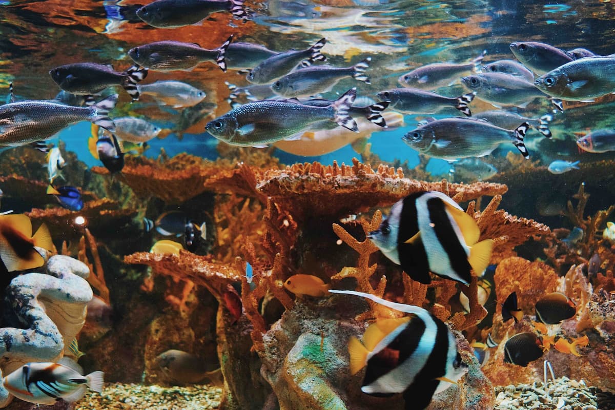 Birch Aquarium at Scripps