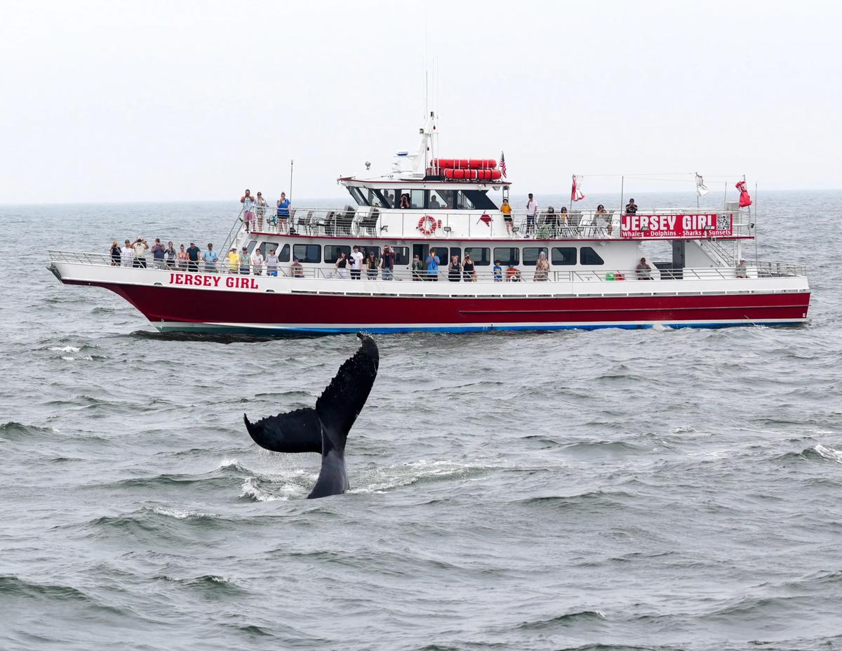 Jersey Shore Whale Watch