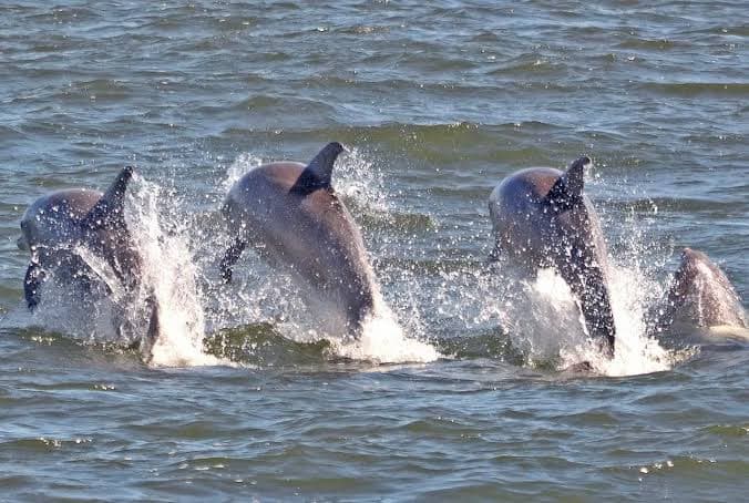 Cape May Whale Watcher