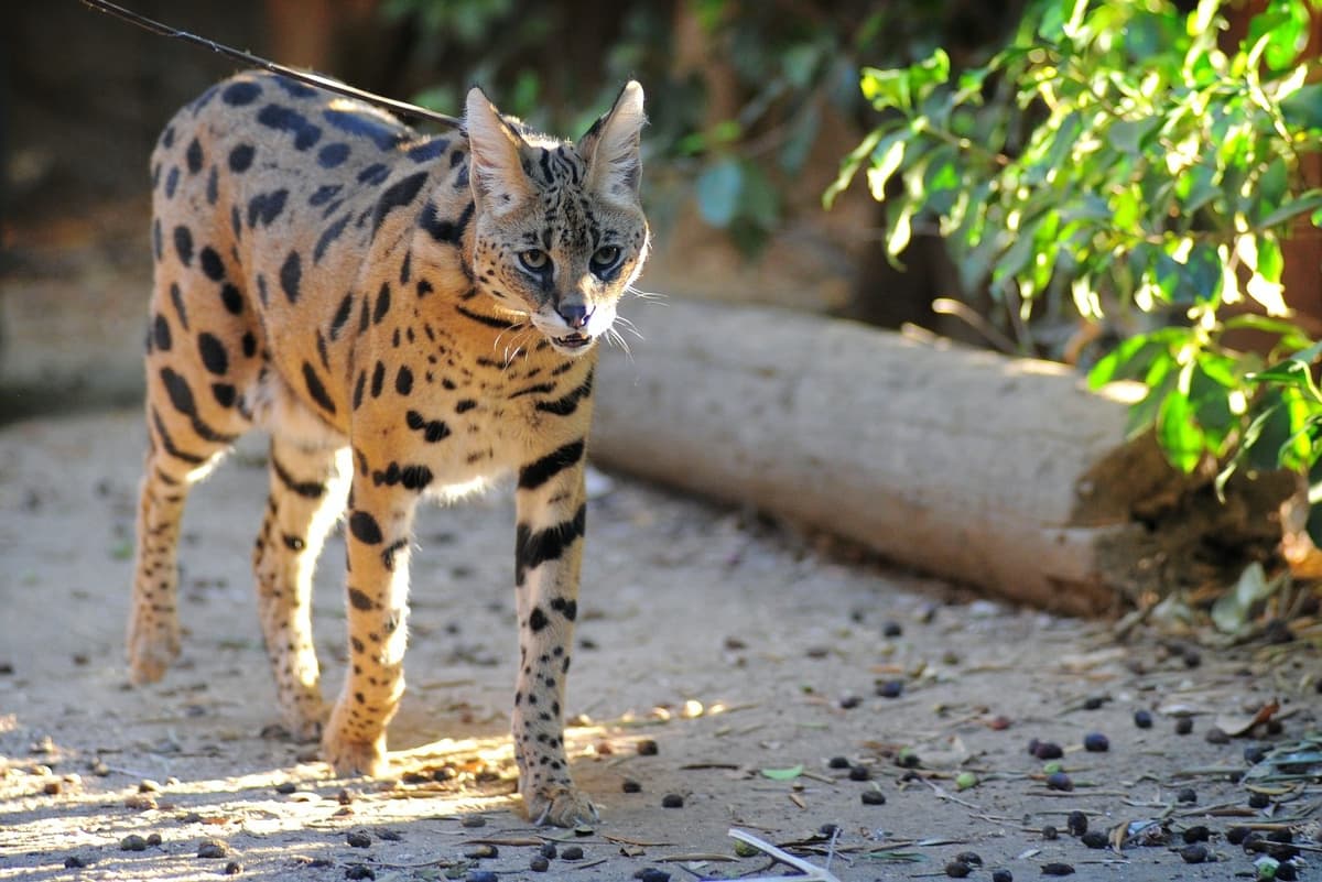 Wildlife Learning and Conservation Center (WCLC)