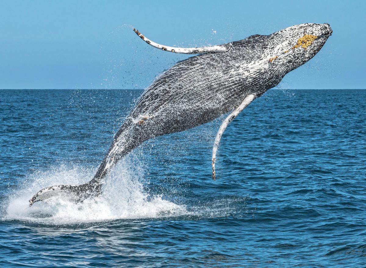 Davey's Locker Sportfishing & Whale Watching