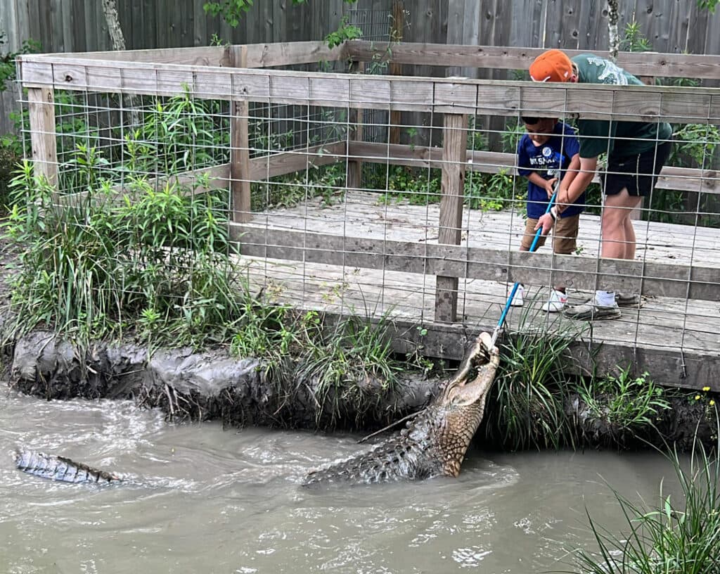 Crocodile Encounter