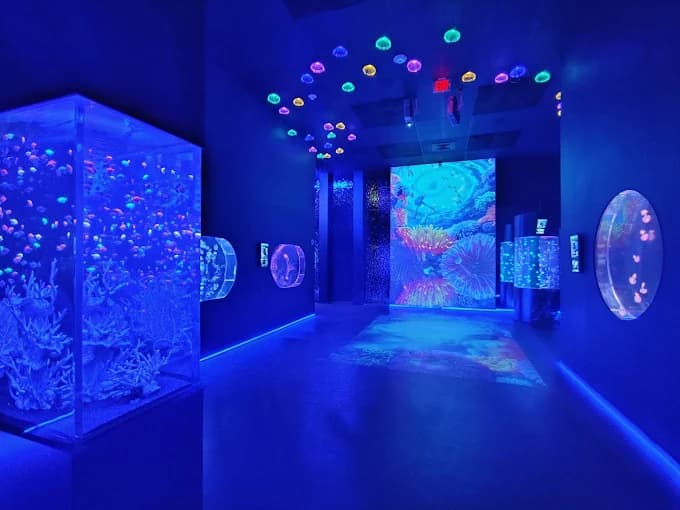 Jellyfish Museum