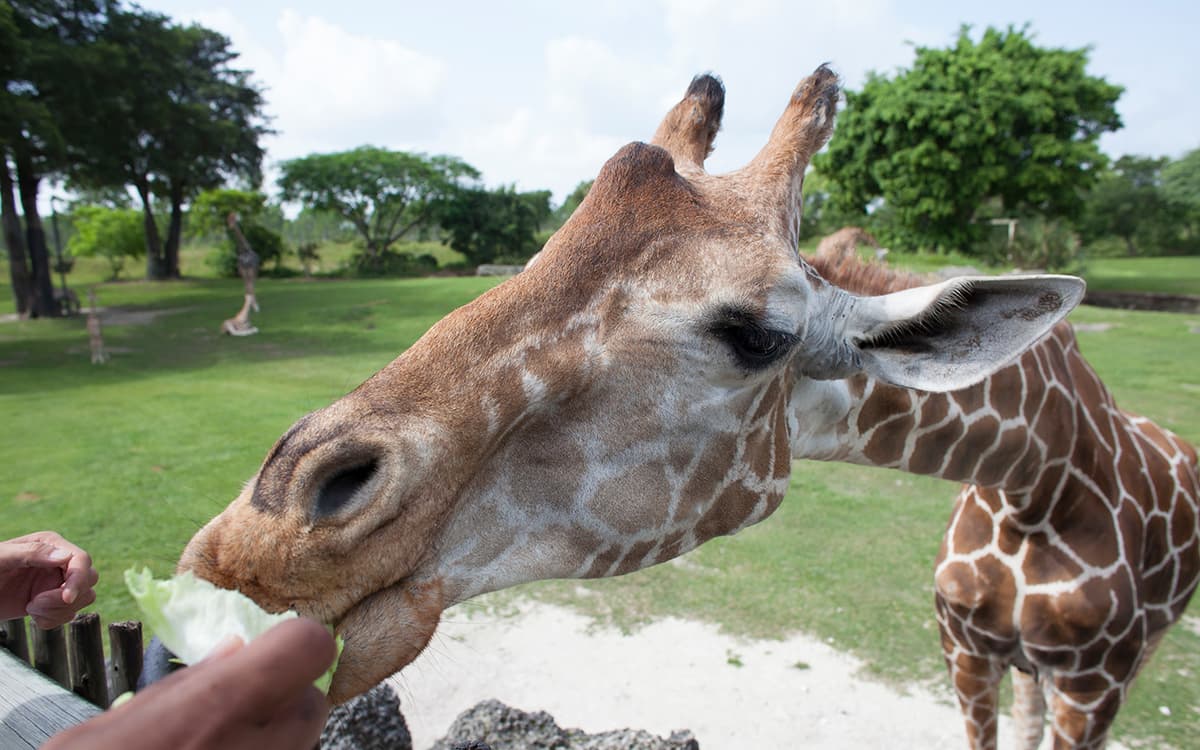 Zoo Miami