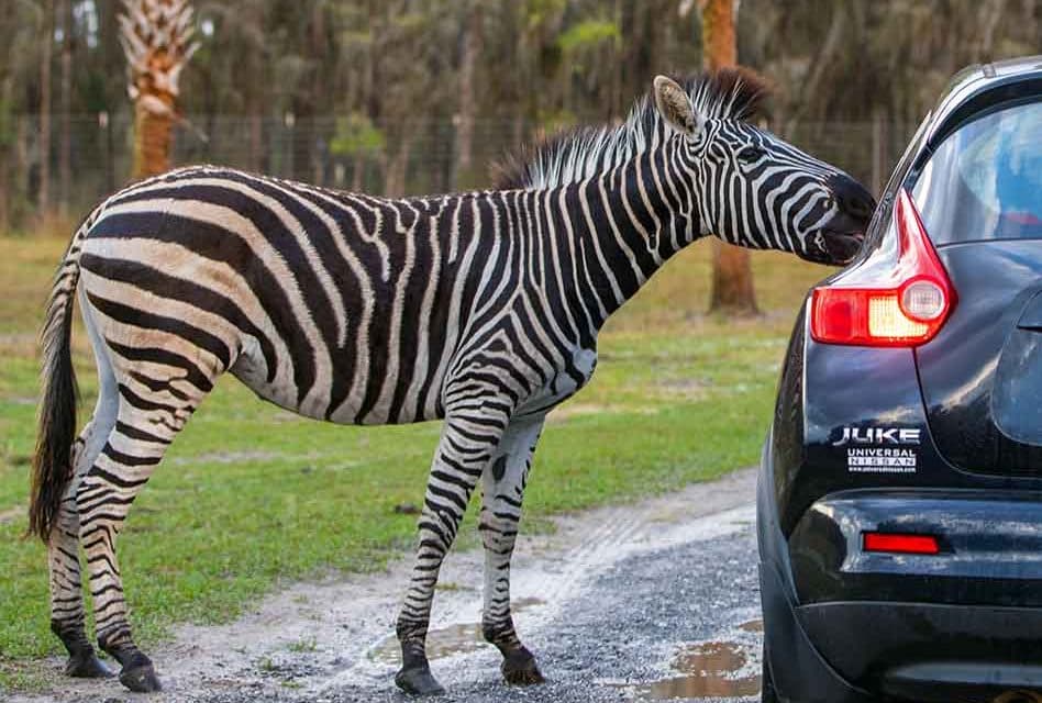 Wild Florida Adventure Park