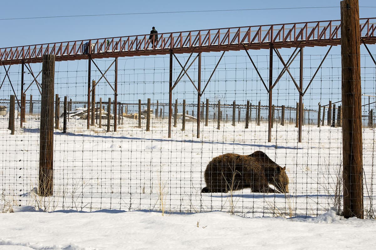 The Wild Animal Sanctuary