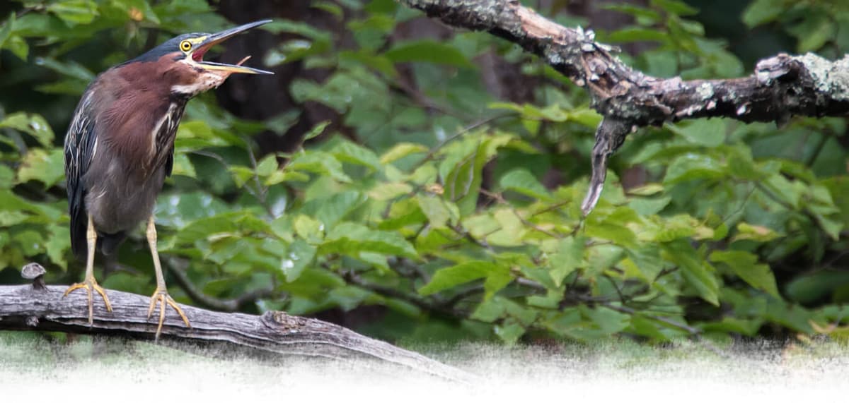 Albany Pine Bush Preserve & Discovery Center