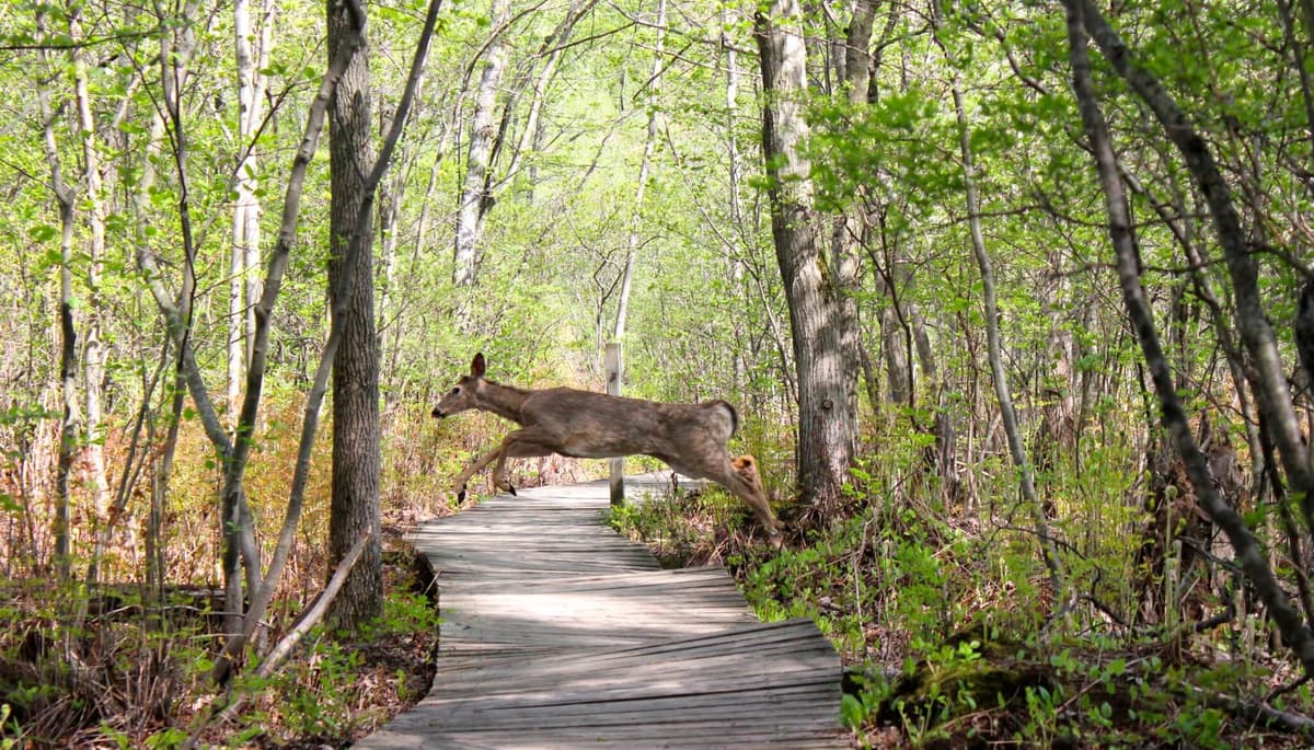 Beaver Lake Nature Center