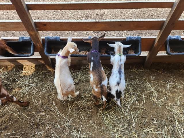 Edwards Petting Farm