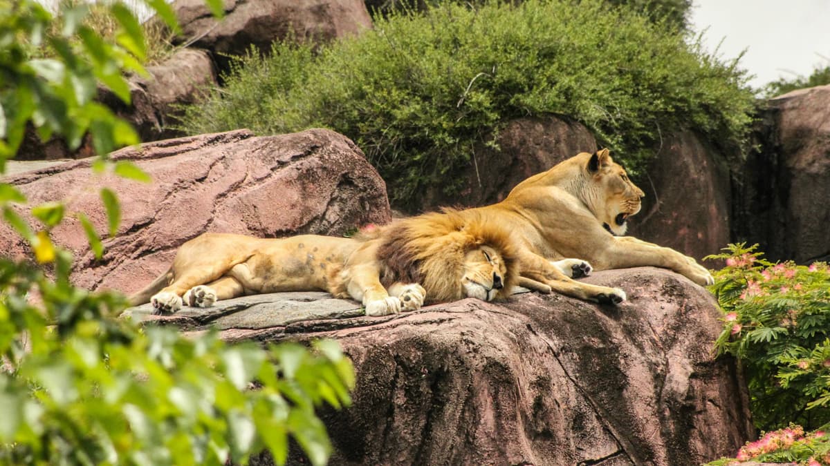 Detroit Zoo
