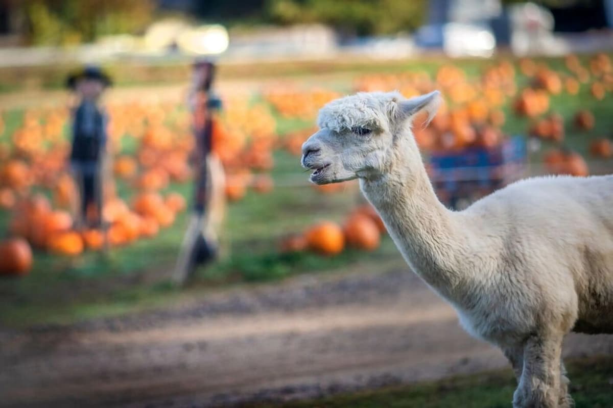 Allaire Community Farm