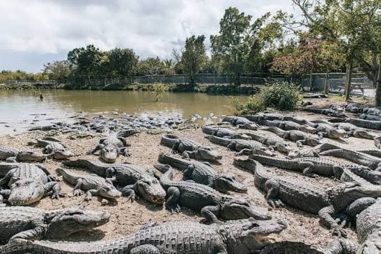 Everglades Alligator Farm