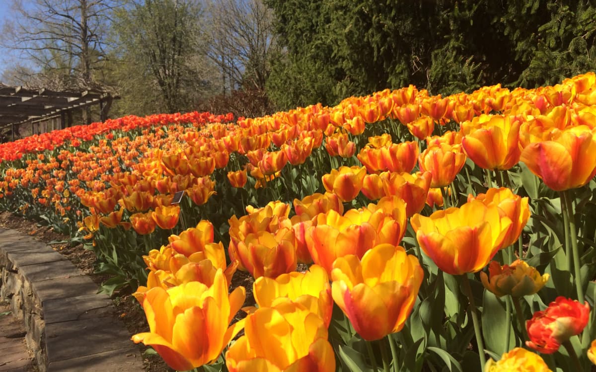 Brookside Gardens