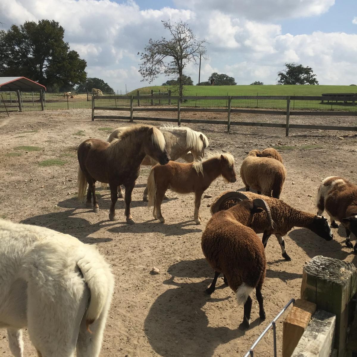Crowe's Nest Farm