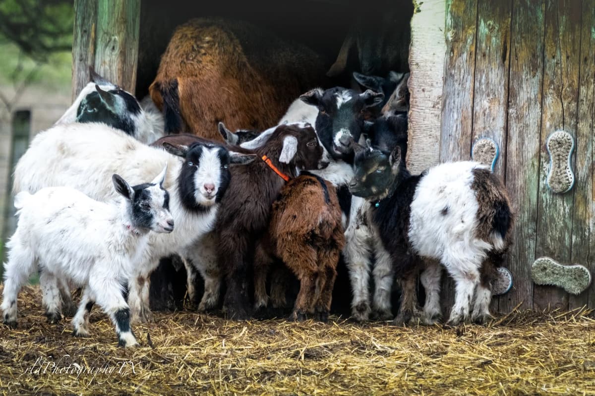 Cathy's Critters
