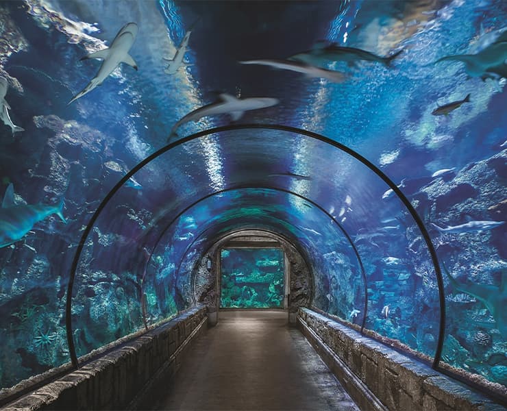 Shark Reef Aquarium