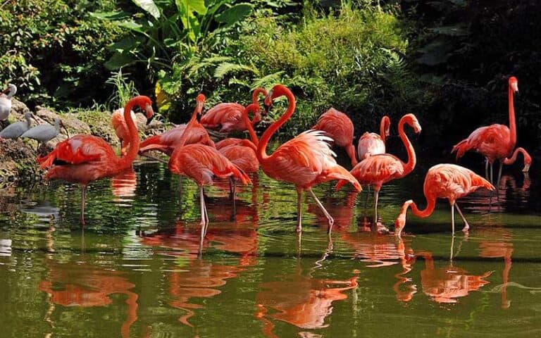Flamingo Gardens