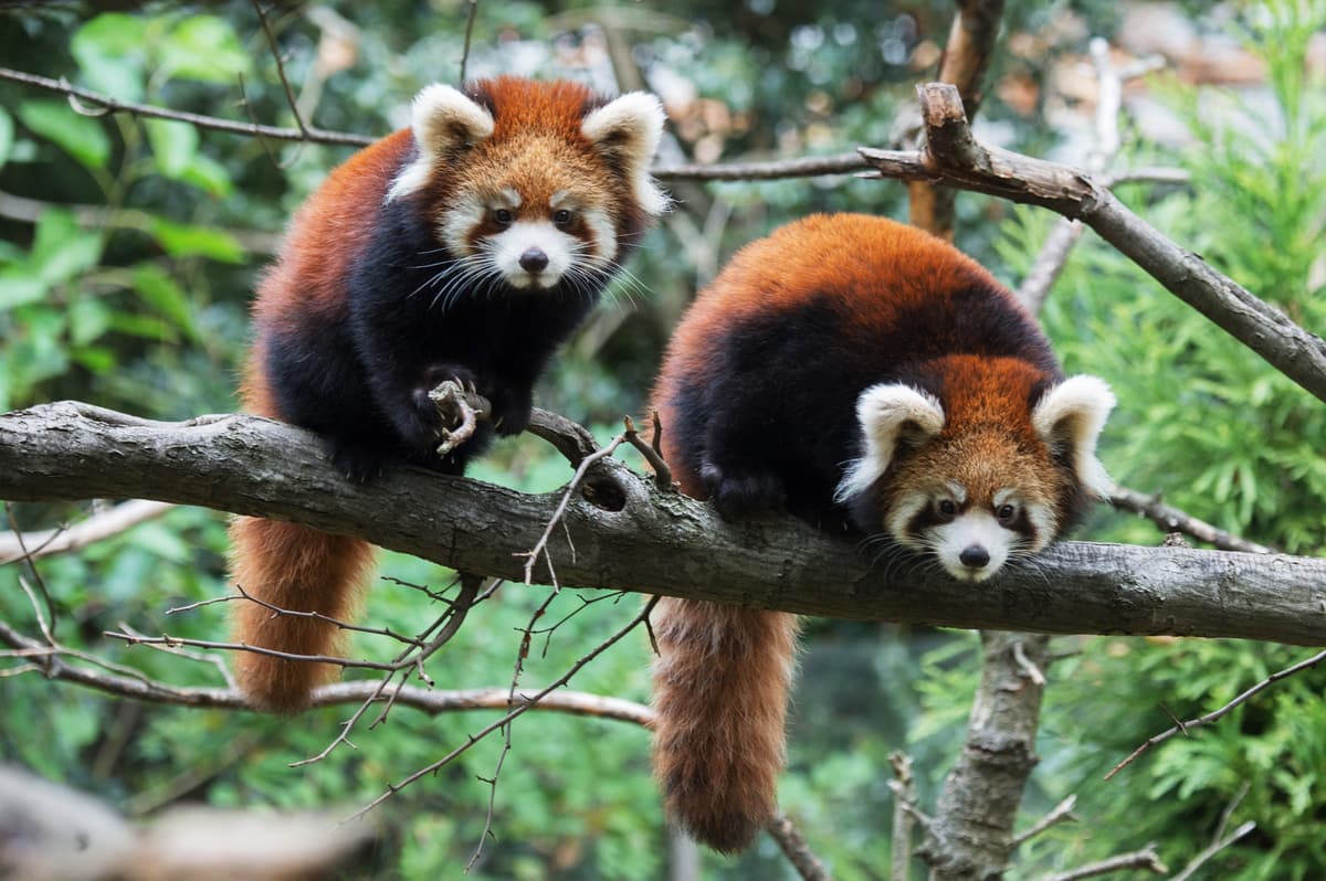 Prospect Park Zoo