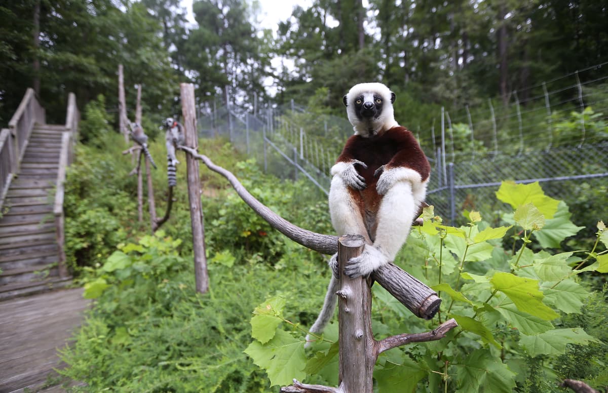 Duke Lemur Center
