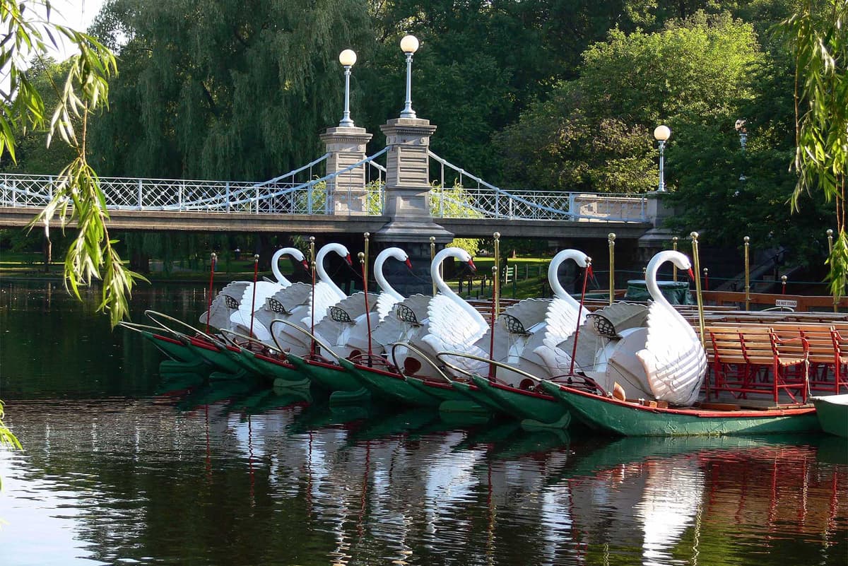 Swan Boats of Boston