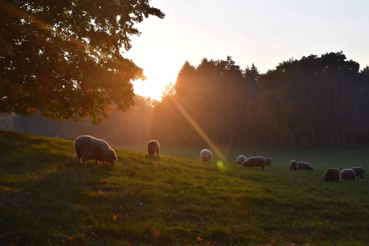 Drumlin Farm Wildlife Sanctuary