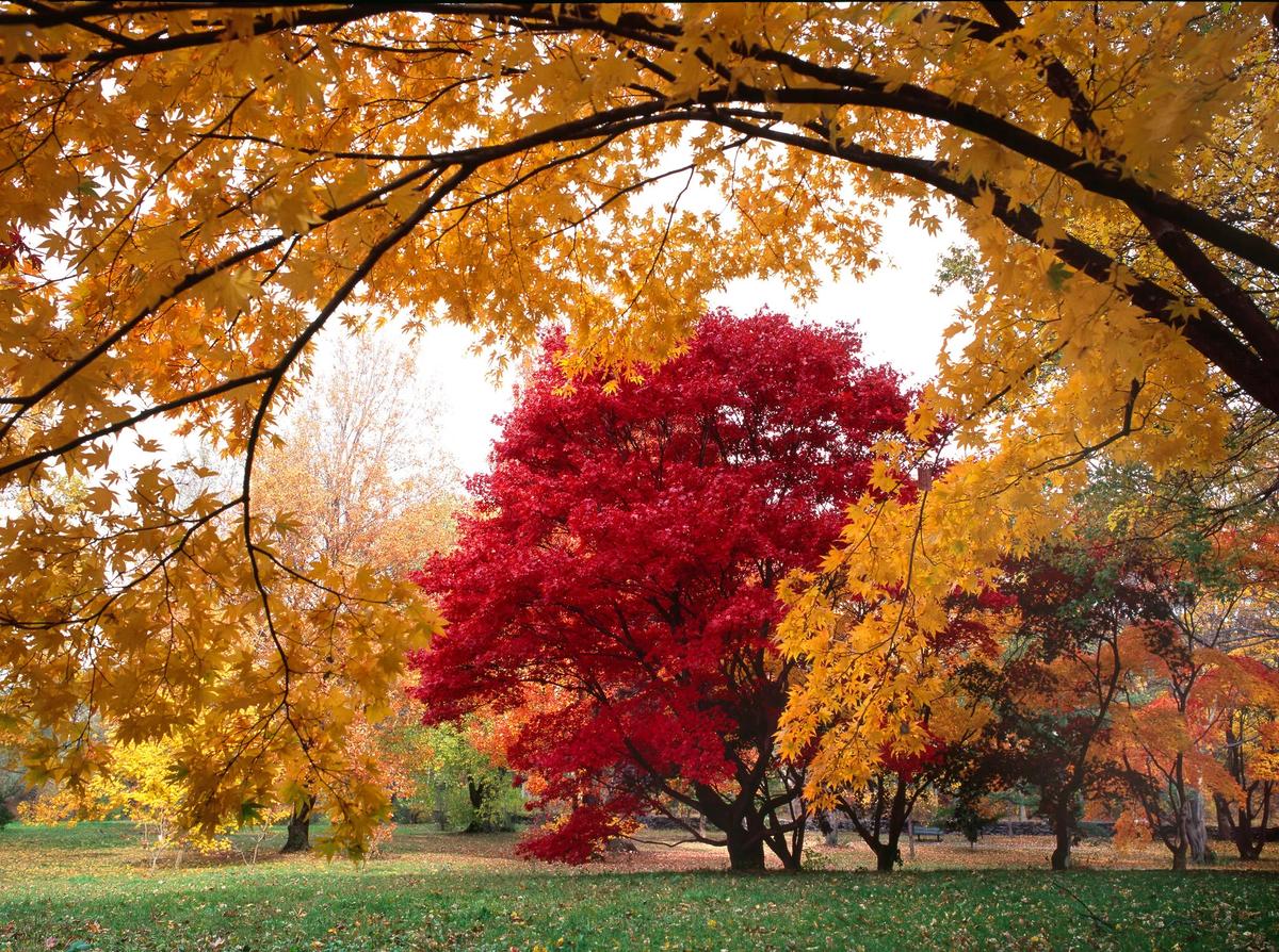 Arnold Arboretum