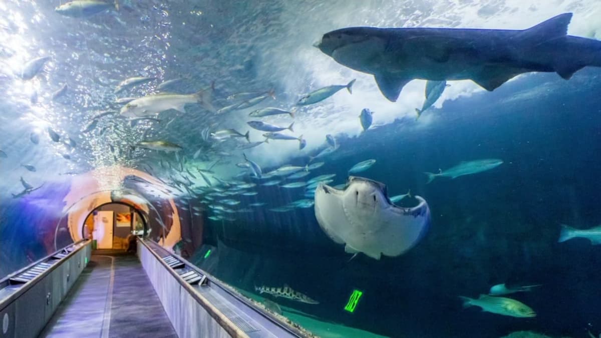Aquarium of the Bay