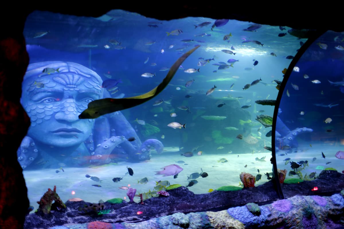 Sea Life Michigan Aquarium