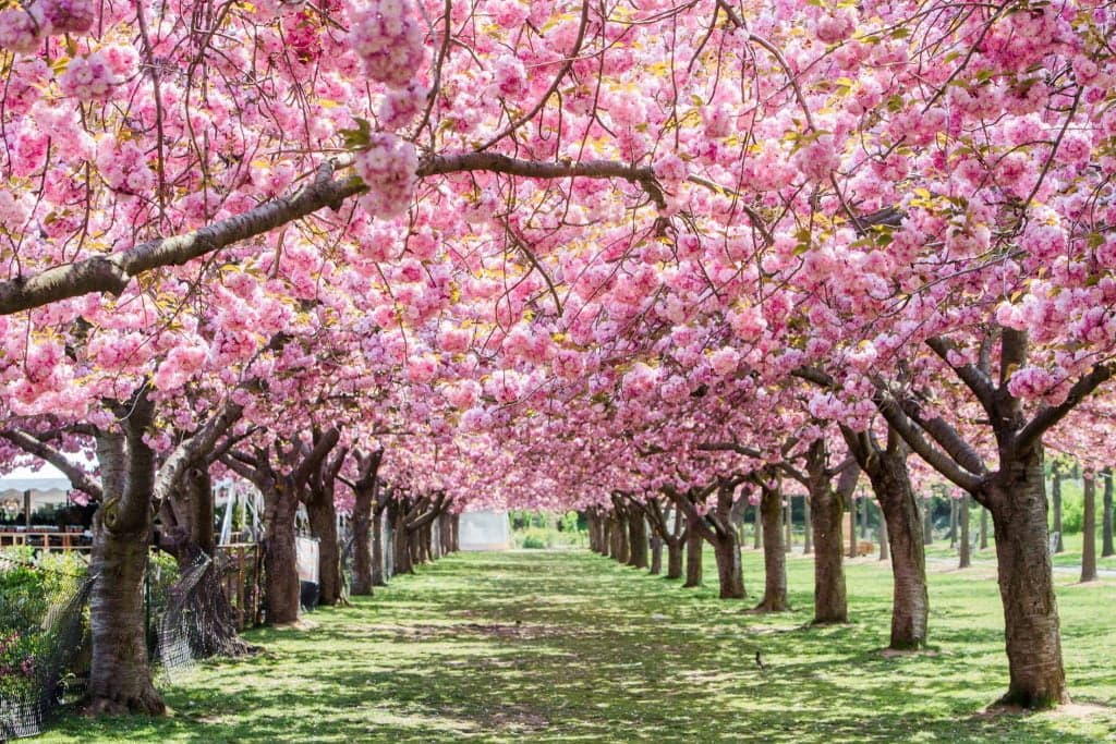 Brooklyn Botanic Garden