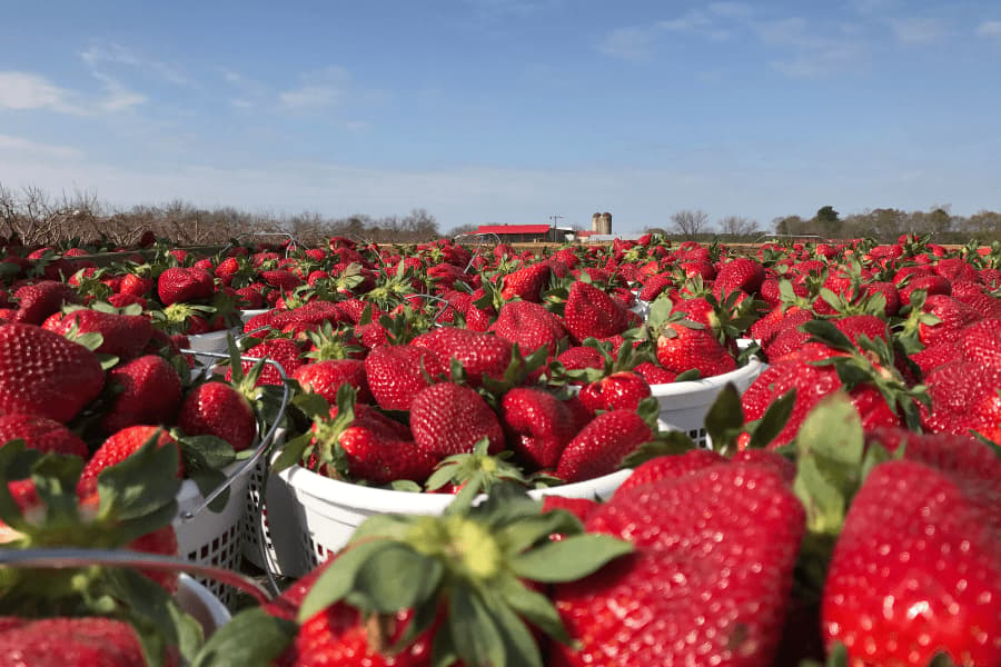 Southern Belle Farm