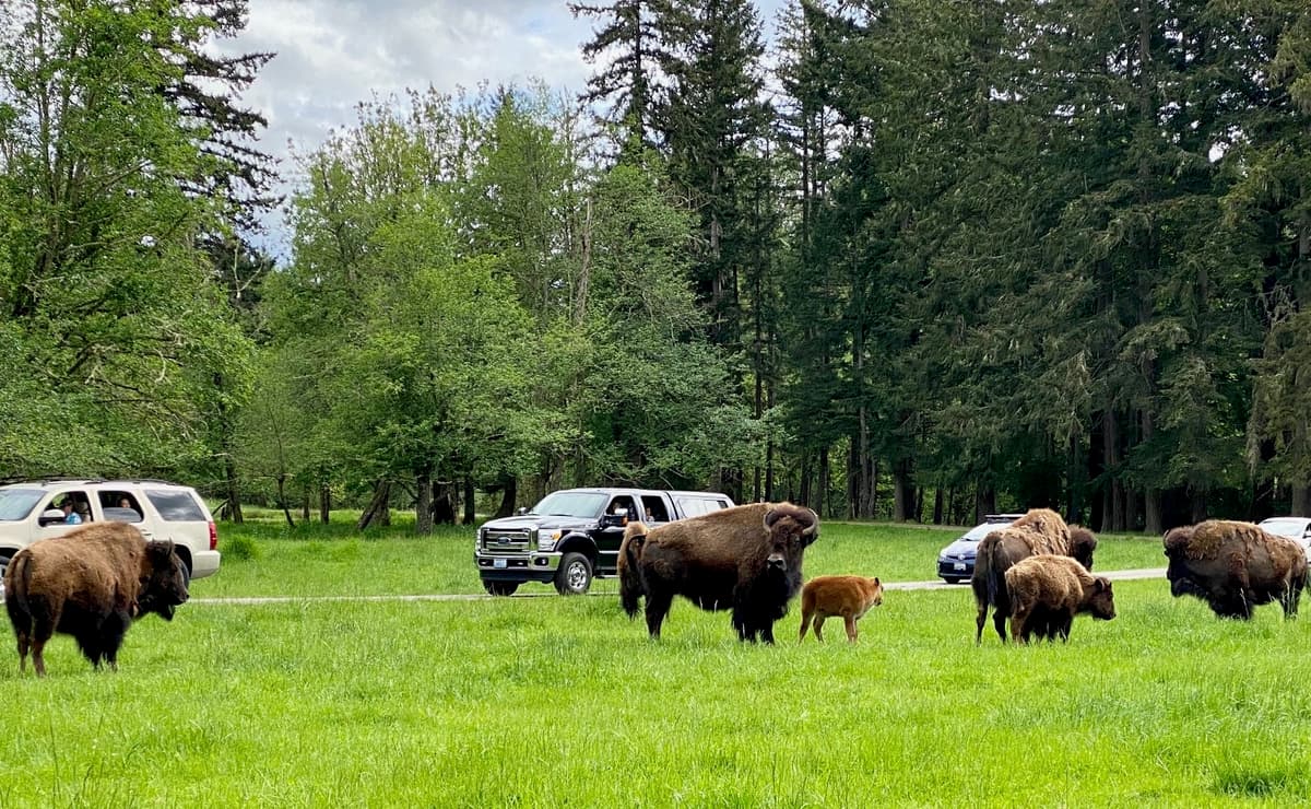 Northwest Trek Wildlife Park