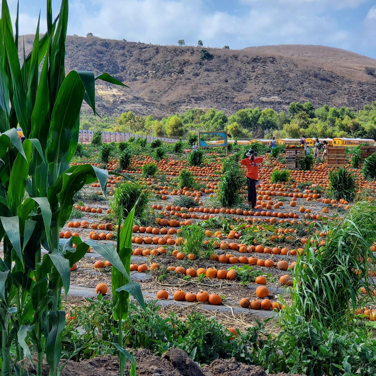 Tanaka Farms