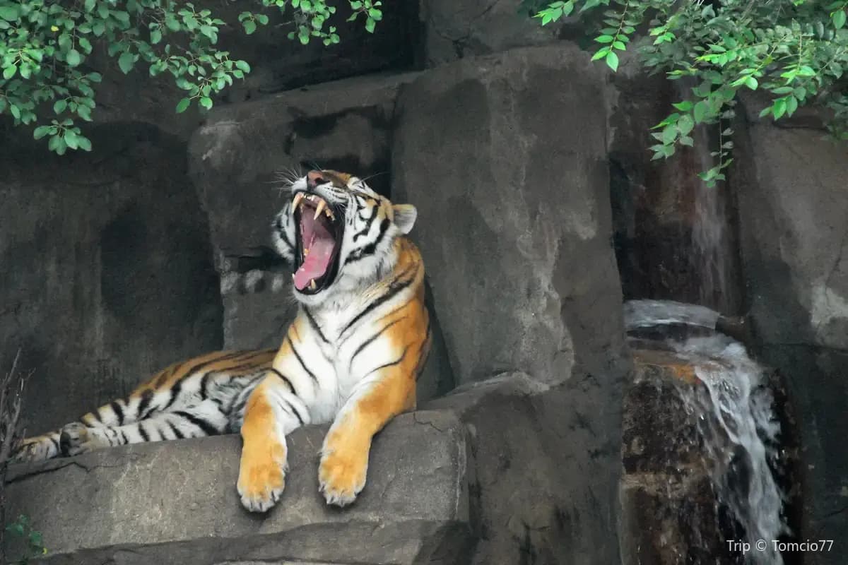 Brookfield Zoo